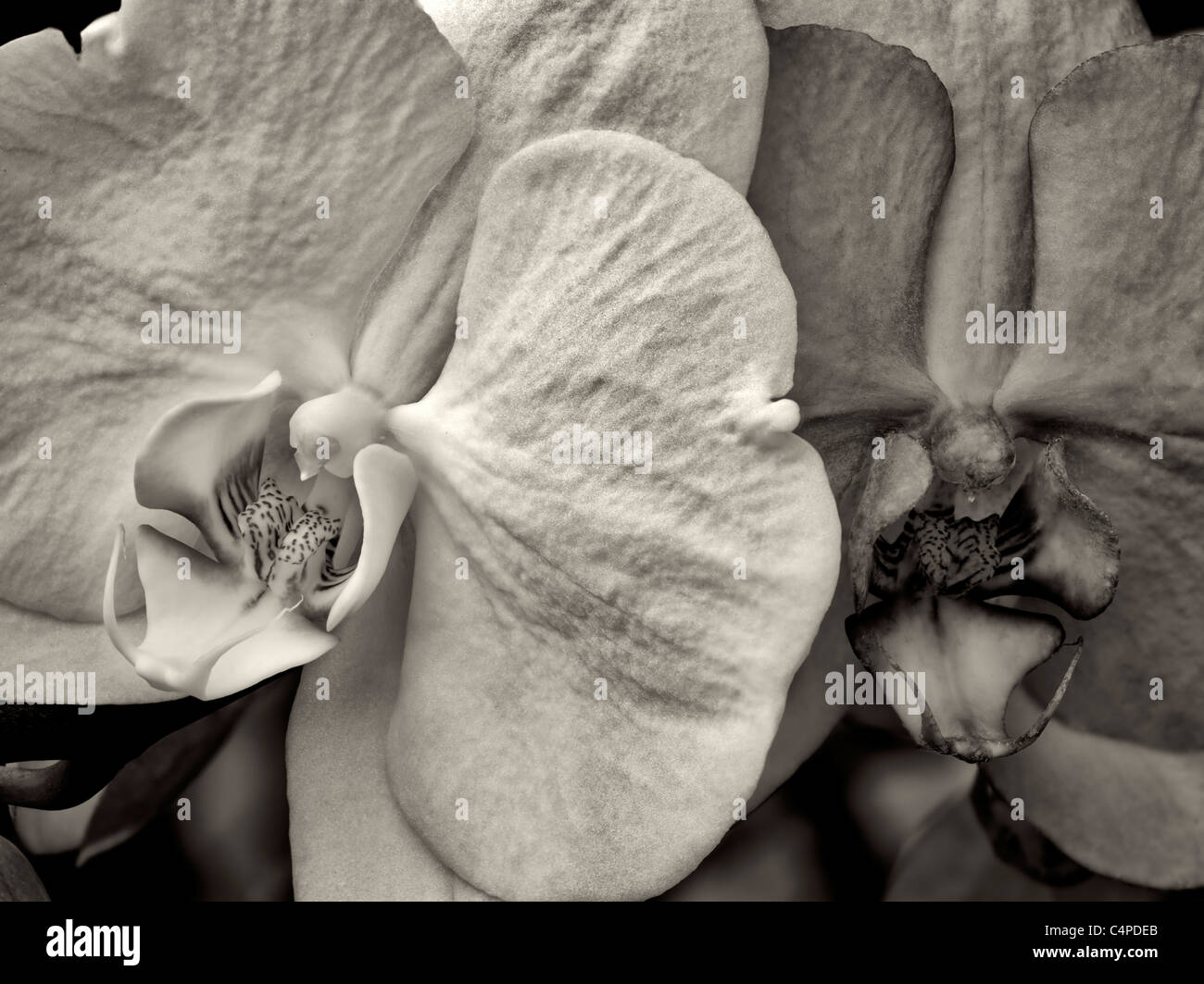 Close up de Phalaenopsis orchid. Banque D'Images