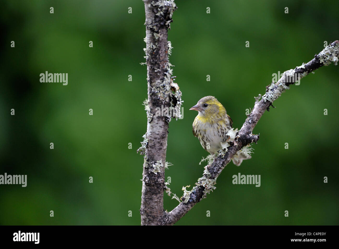 Tarin des pins (Carduelis spinus eurasienne) Banque D'Images