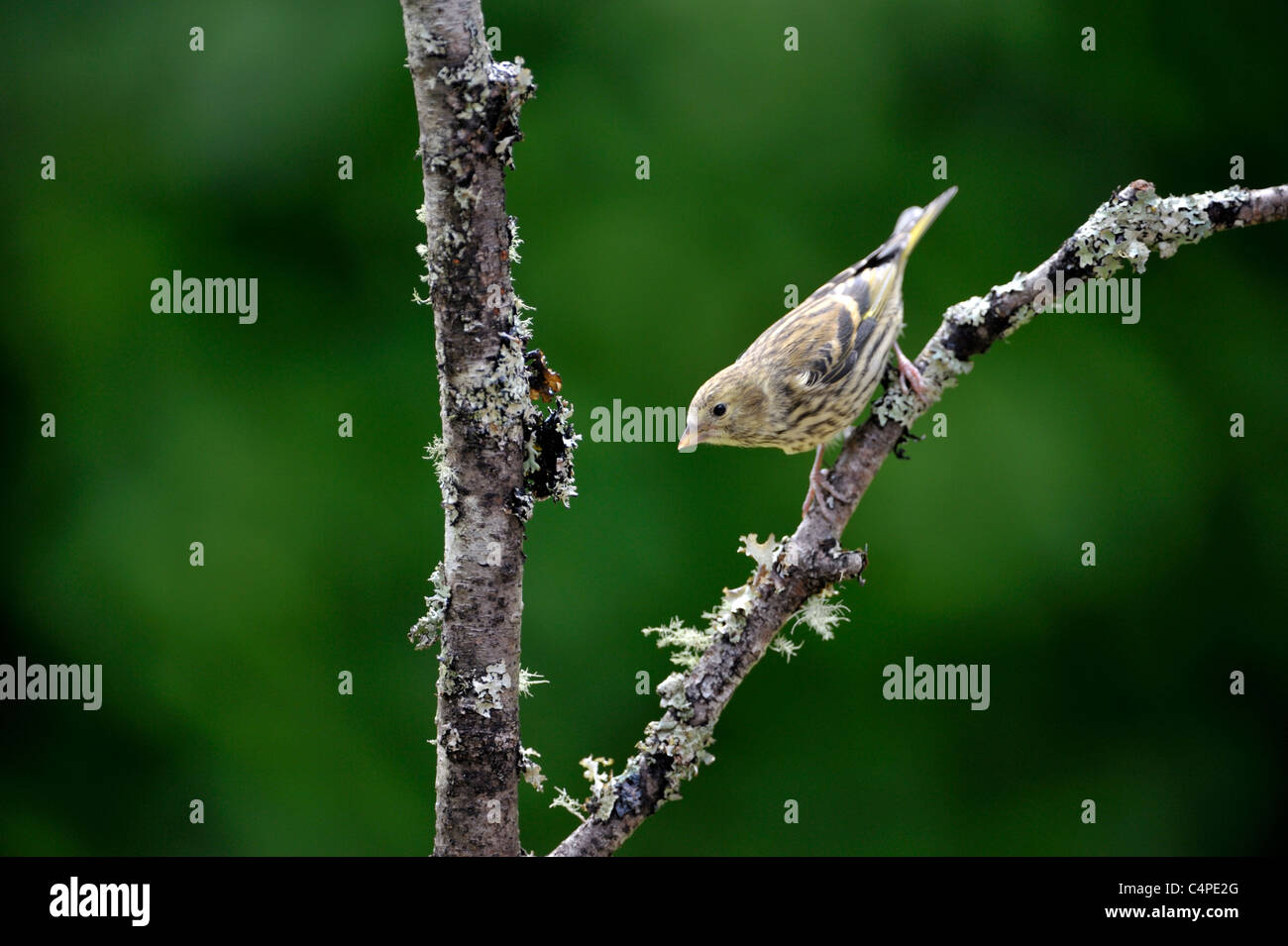 Tarin des pins (Carduelis spinus eurasienne) Banque D'Images