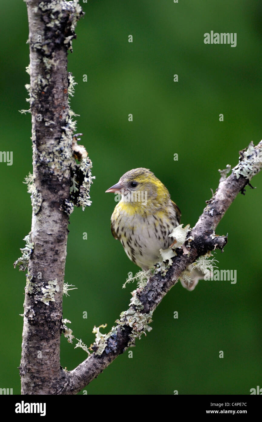 Tarin des pins (Carduelis spinus eurasienne) Banque D'Images
