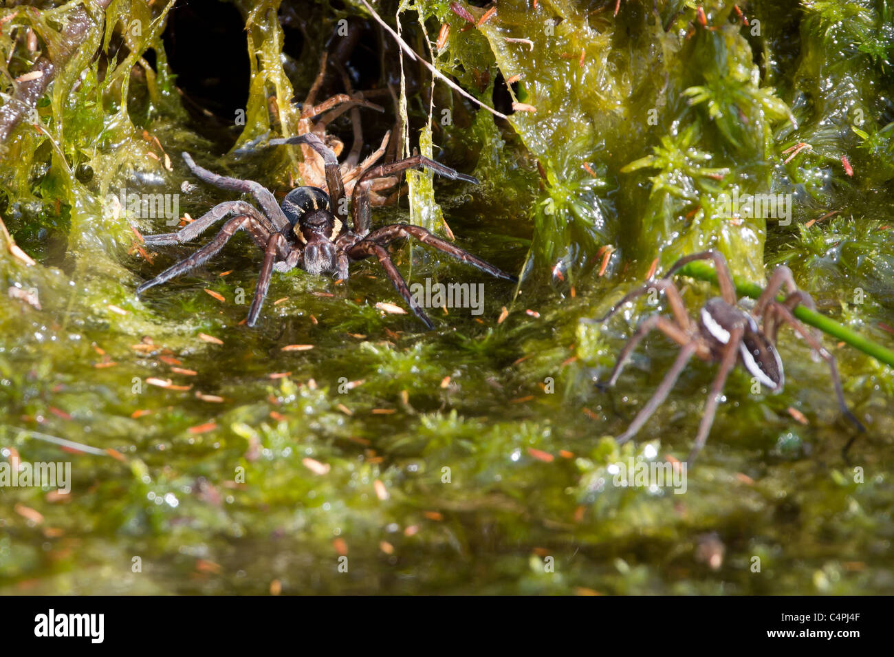 Radeau femelle (araignée Dolomedes fimbriatus) gardiens sa den contre l'avancée de l'un homme prétendant. Banque D'Images