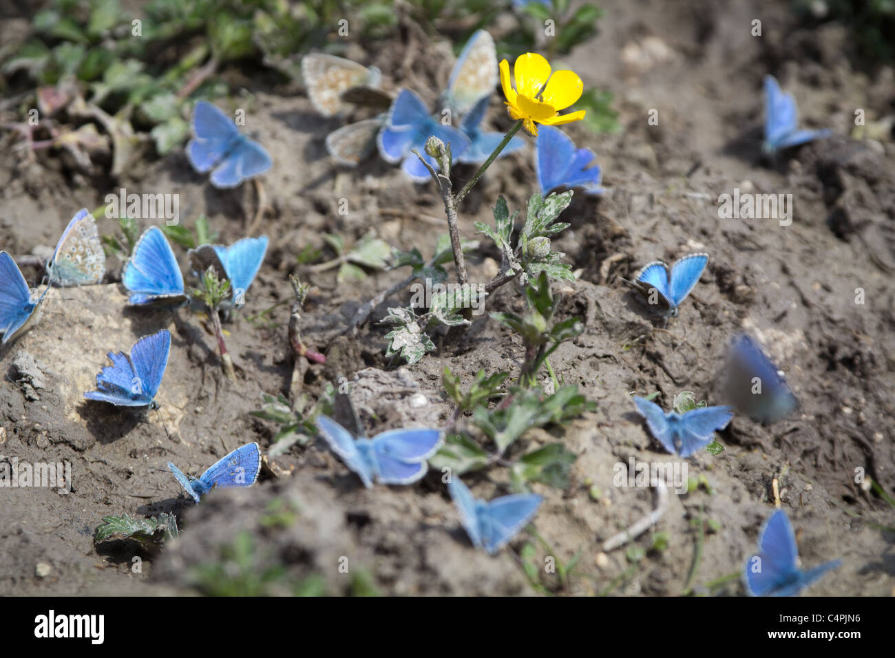 Adonis mâle blue butterflies (Lysandra bellargus). Banque D'Images