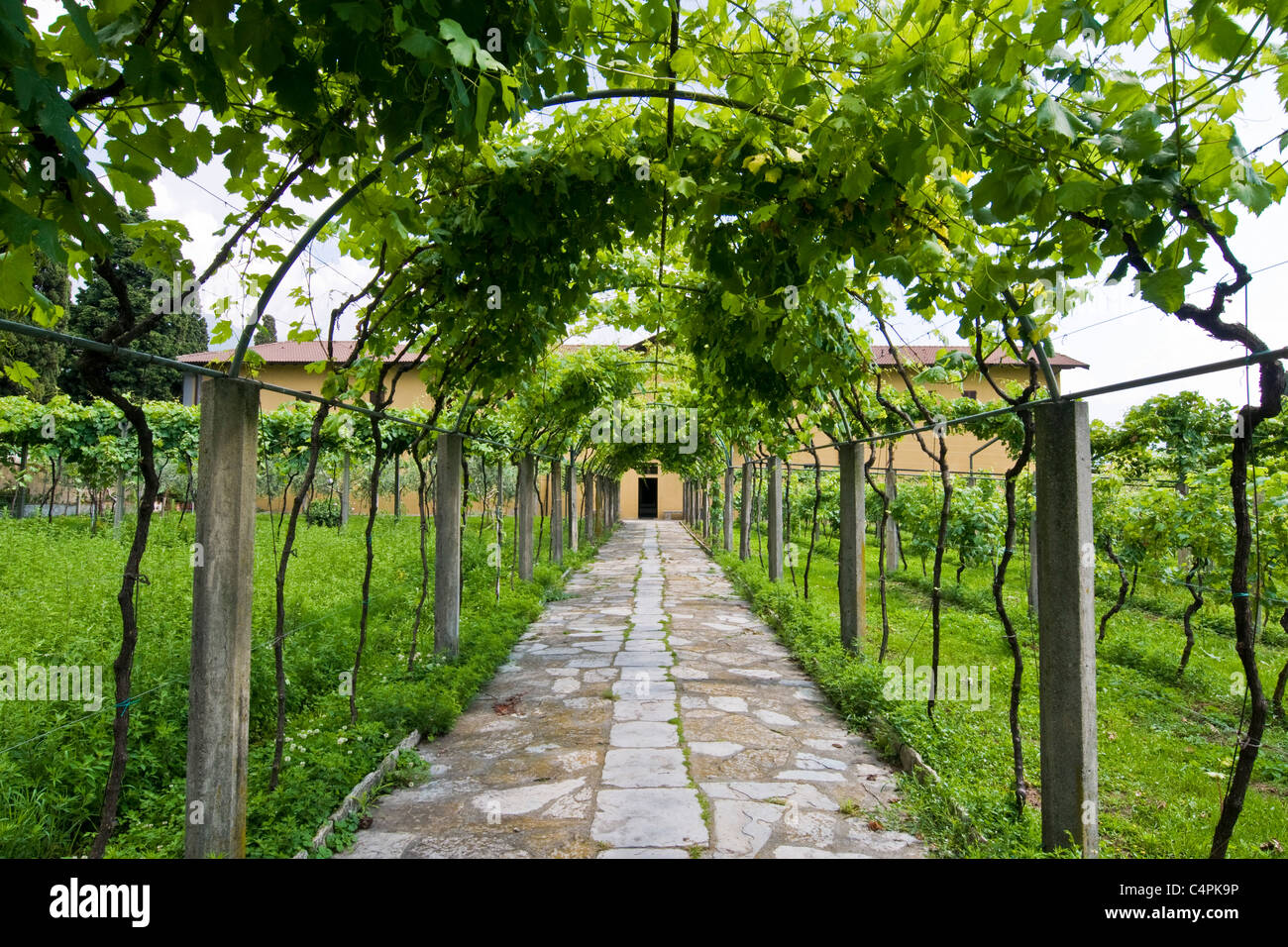 Vignoble, couvent de Notre Dame des larmes, couvent de Madonna delle Lacrime, Dongo, lac de Côme, Italie Banque D'Images