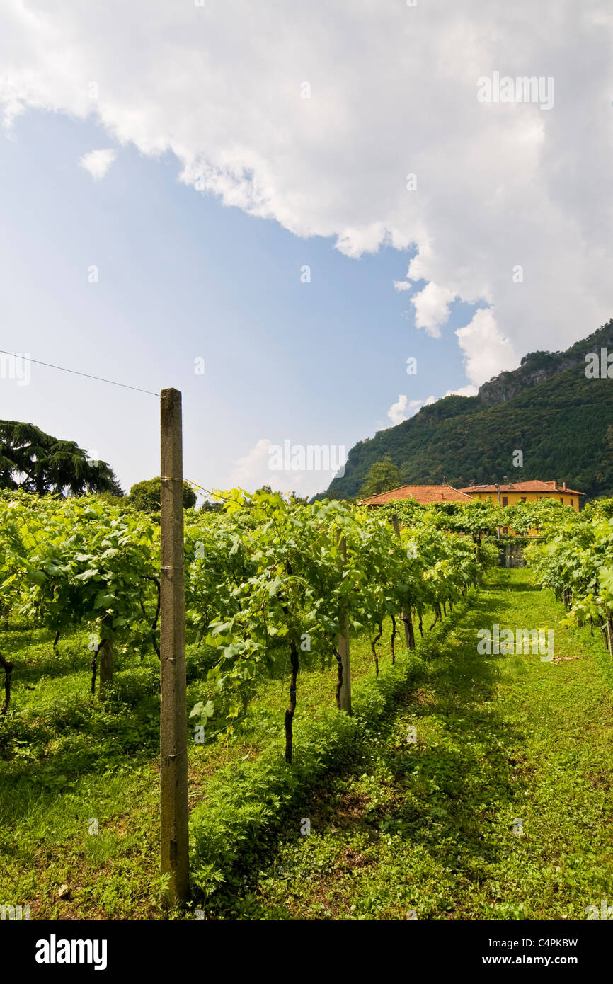 Vignoble, couvent de Notre Dame des larmes, couvent de Madonna delle Lacrime, Dongo, lac de Côme, Italie Banque D'Images