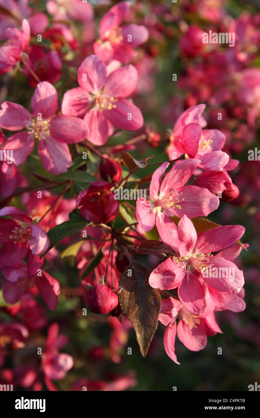 La floraison du crabe, les fleurs rouges, printemps, arbre Banque D'Images