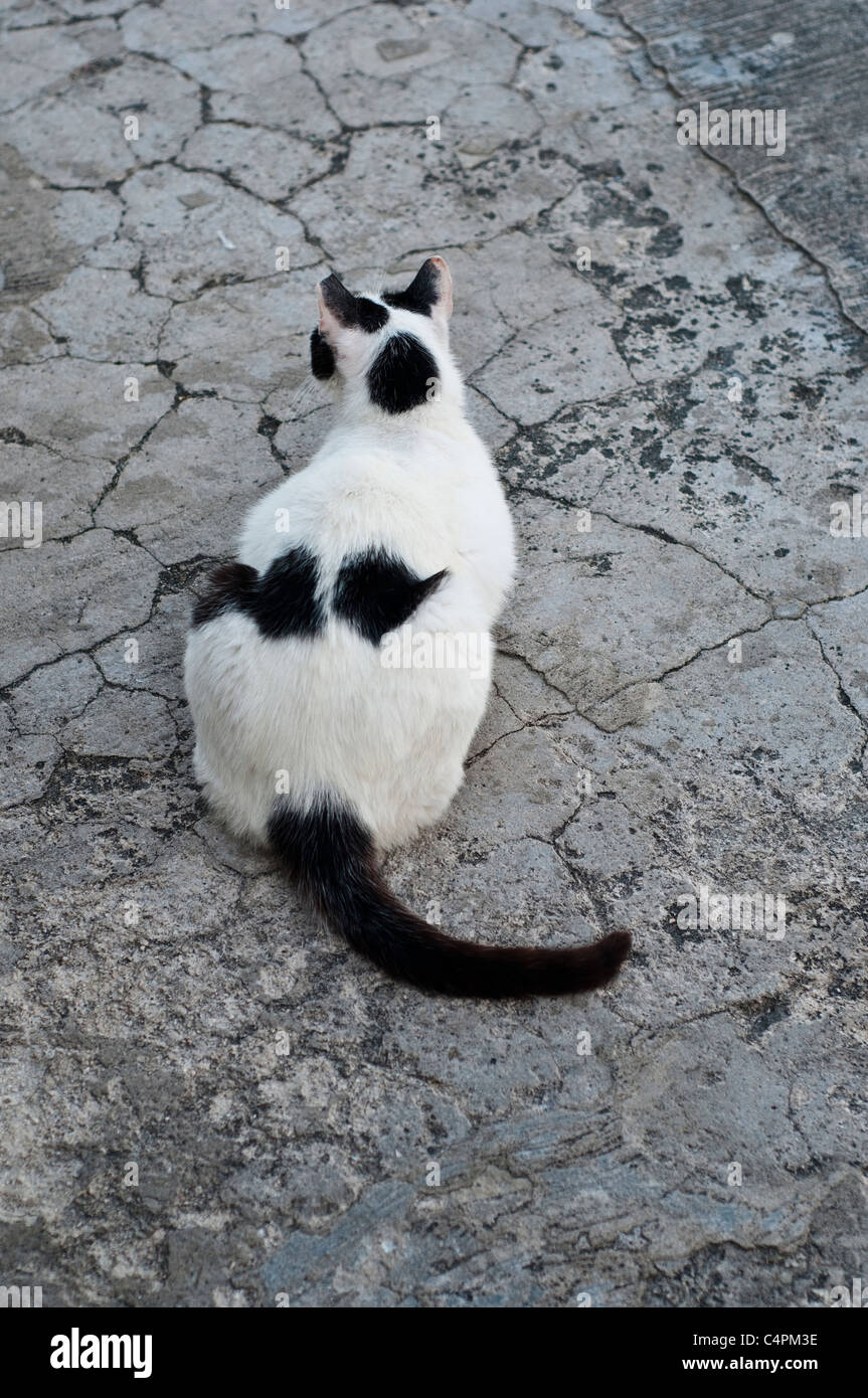 Chat, Dubrovnik, Croatie Banque D'Images