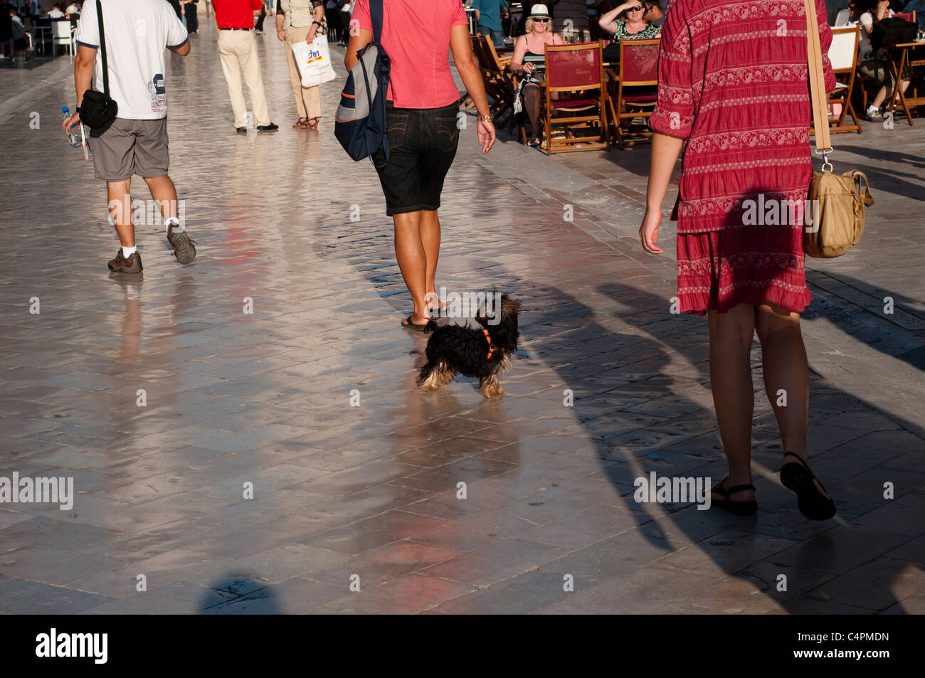 Stradun, chien, Dubrovnik, Croatie Banque D'Images