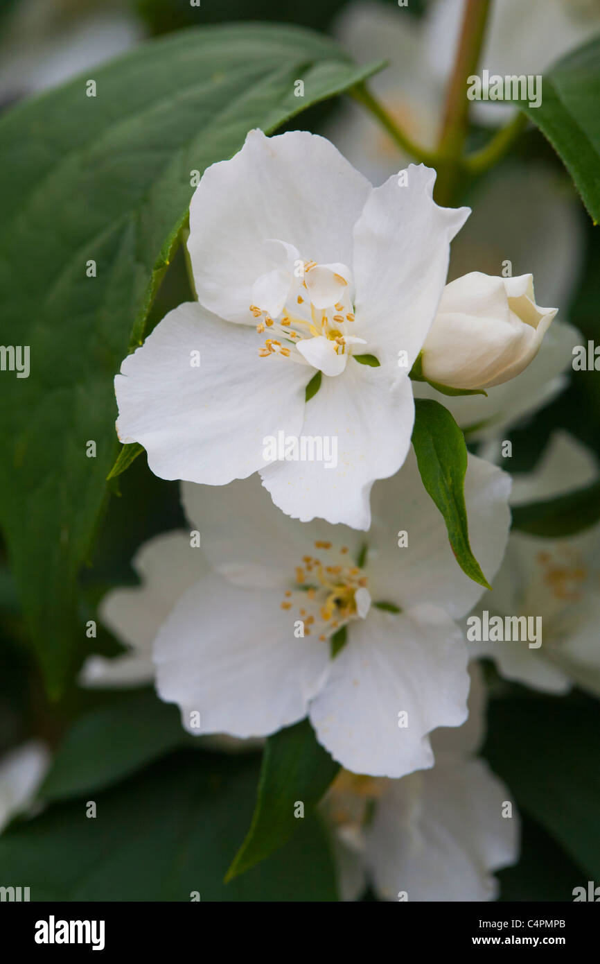 Philadelphus Satsumi, seringat, arbuste à fleurs blanches Banque D'Images