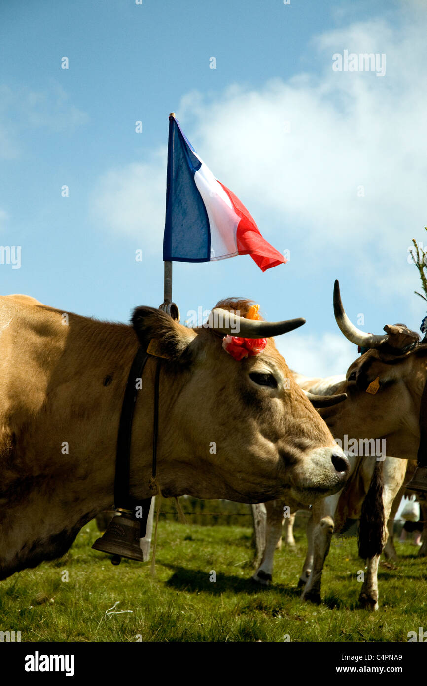 Vaches Aubrac afficher le drapeau national annuel de la Lozère à la fête de la Transhumance, c.-à-d. des troupeaux de déménagement de/vers les pâturages d'été Banque D'Images