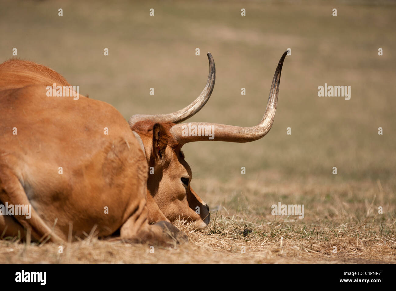 Vache brune couchée sur le l'herbe sèche. Cette photo a été prise un jour ensoleillé chaud avec un Canon 40D et un 70-200 IS USM II. Banque D'Images