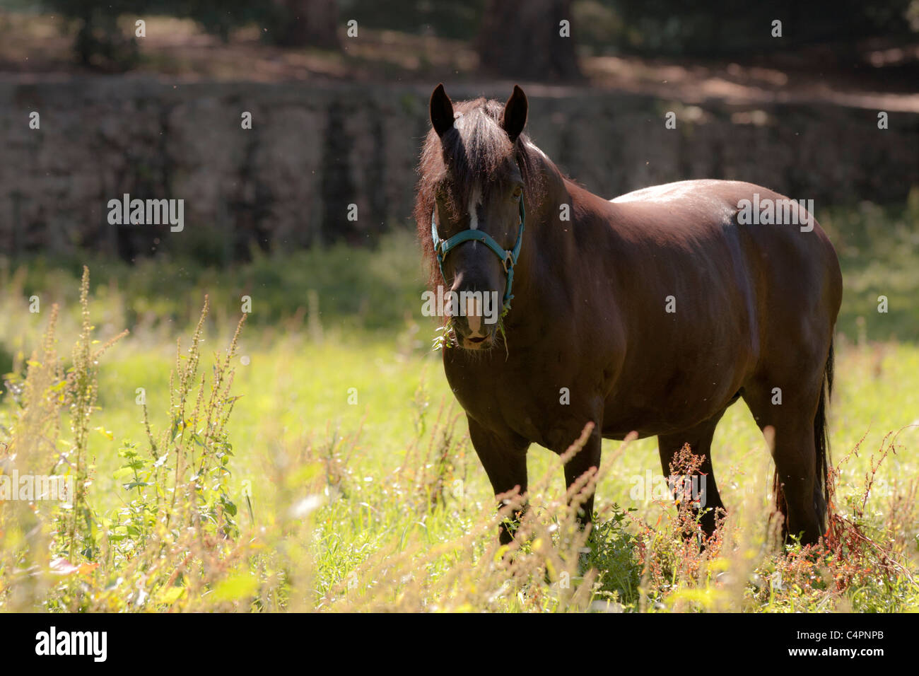Cavalo domesticado une comer erva. Tirada Foto com uma Canon 40D e uma objectiva EF 70-200mm f/2.8 L IS USM II da mesma marca. Banque D'Images