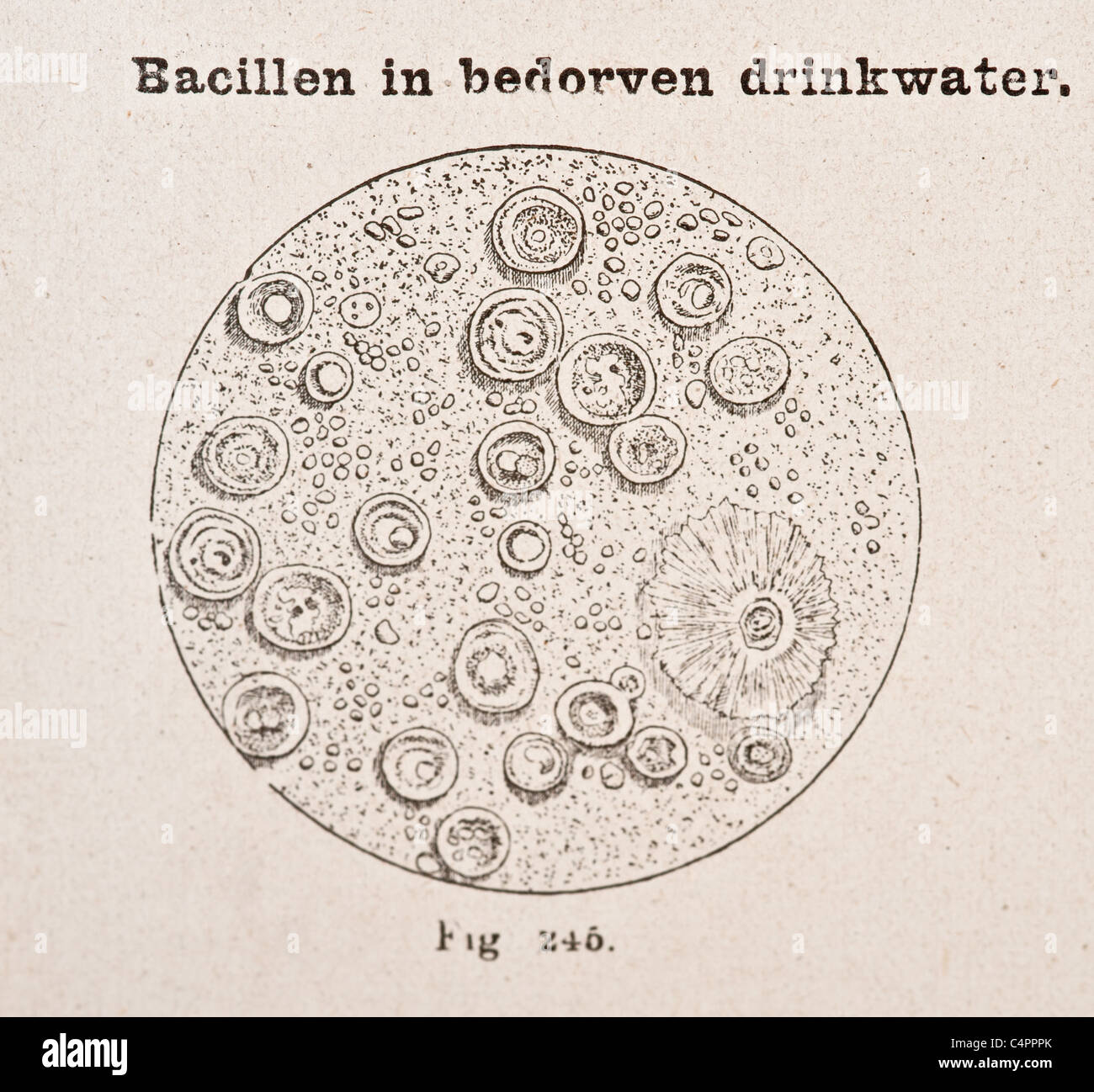Vintage Antique Illustration médicale des bactéries dans l'eau potable ...