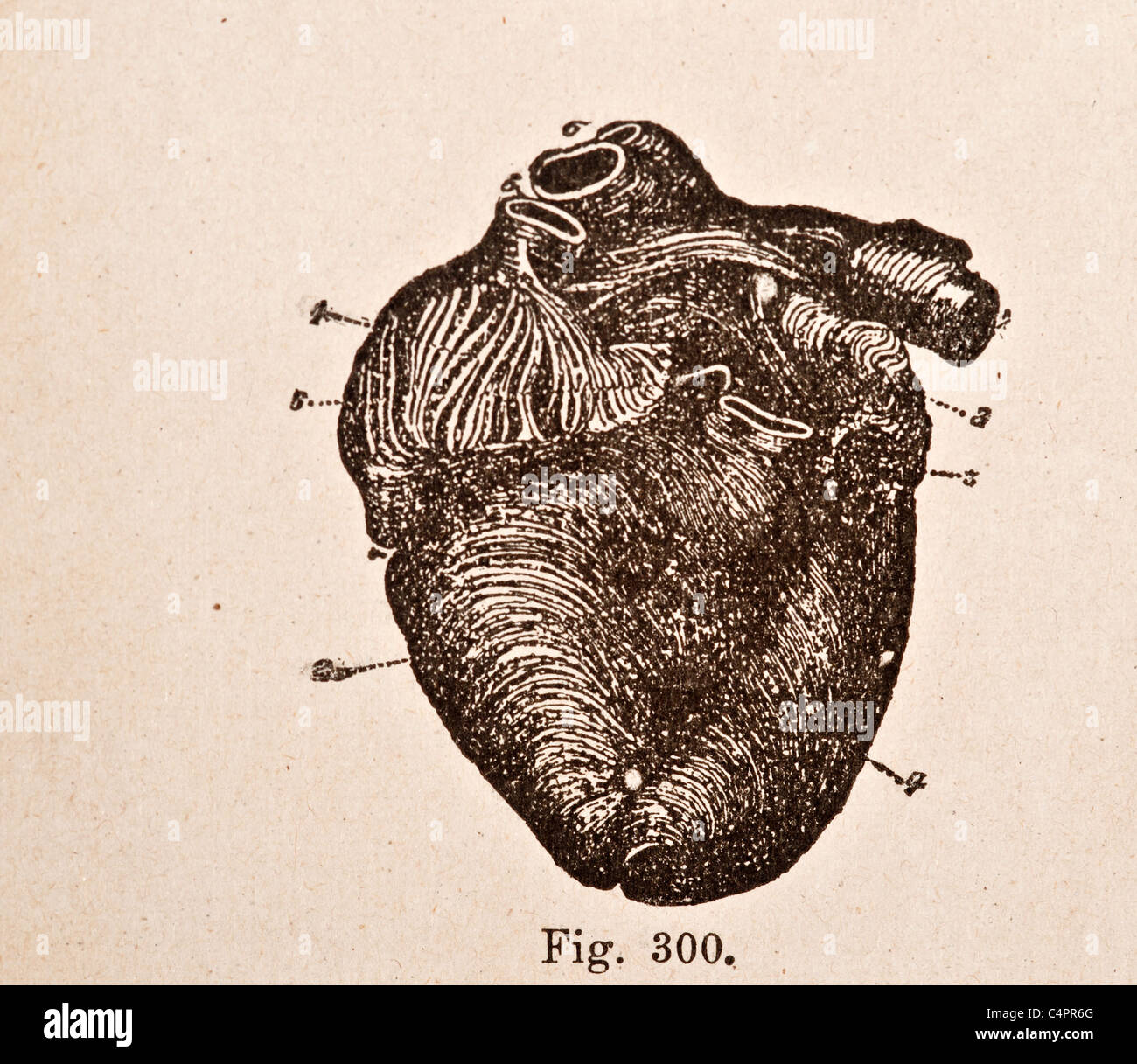 Illustration médicale antique d'un coeur humain et système cardiovasculaire Banque D'Images
