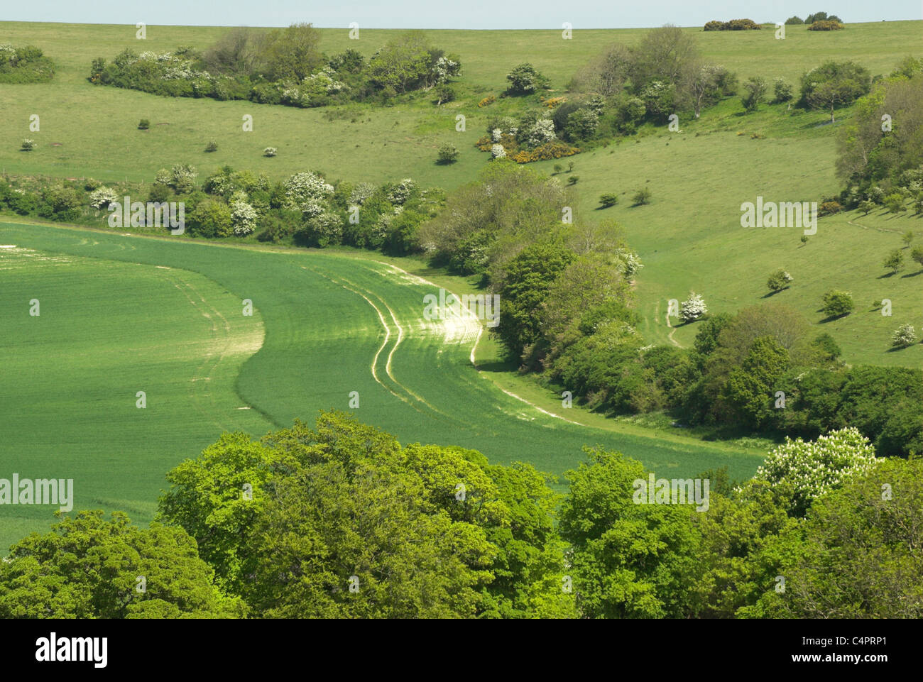 Vue de la colline de l'Est à partir de l'été vers le bas près de Devil's Dyke dans le parc national des South Downs. Banque D'Images