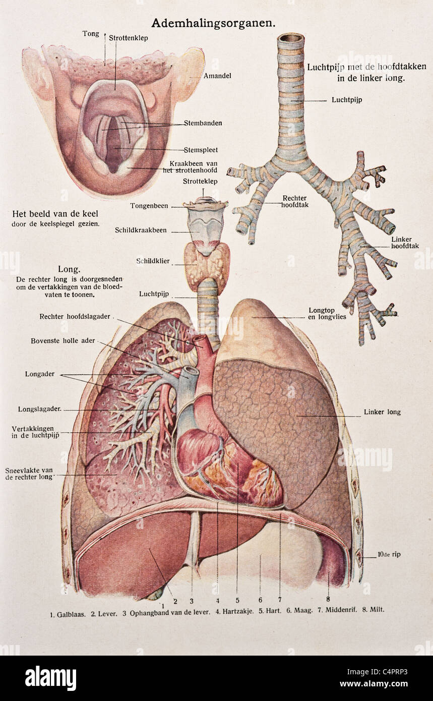 Illustration de l'ancien système respiratoire humain. Banque D'Images