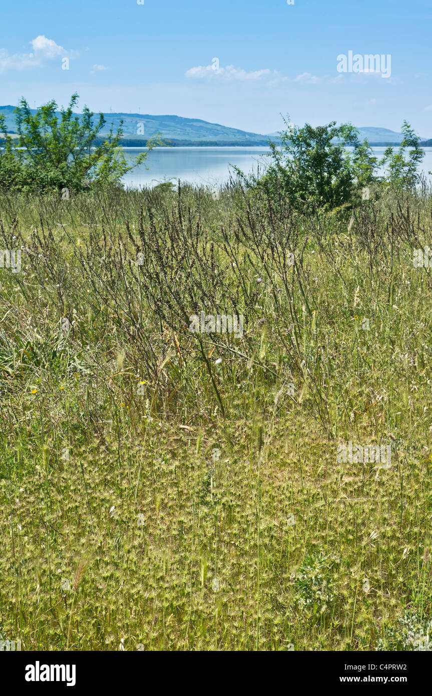 Lago San Giuliano près du réservoir, un fonds mondial pour la nature "oasis" par l'homme d'un petit lac naturel. Réserve naturelle. Banque D'Images