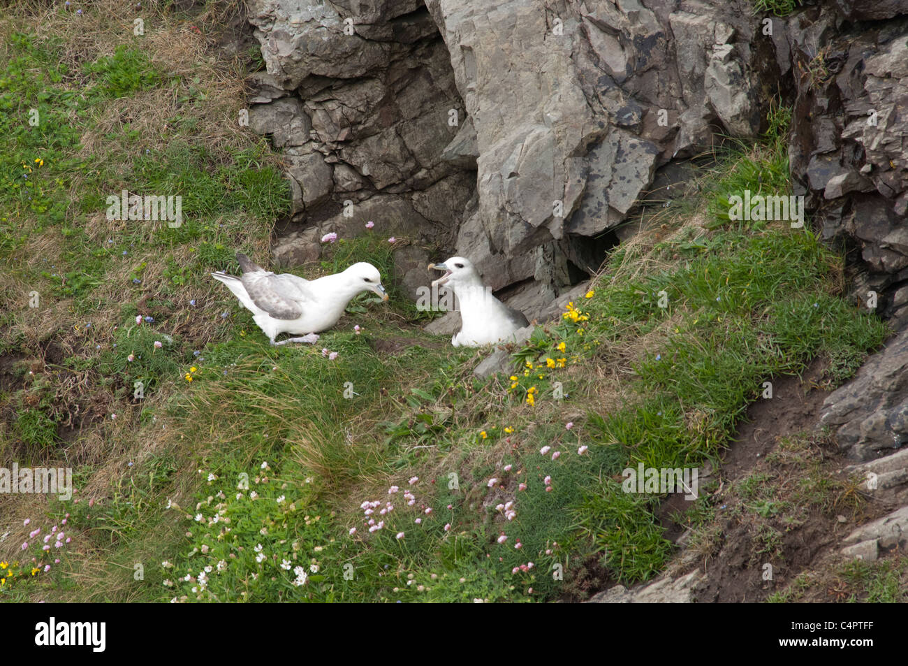 L'Écosse, Shetland Lerwick, continentale. Les falaises d'oiseaux de la Knab, fulmars nicheurs (WILD : Fulmarus glacialis). Banque D'Images
