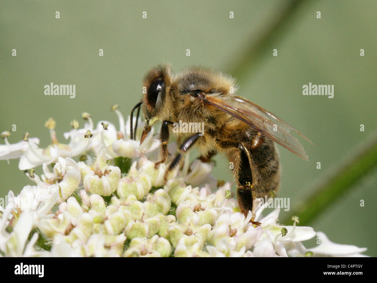 L'Ouest ou de l'abeille, Apis mellifera, Apinae, Apidae Apocrita, Hyménoptères, Apis mellifica syn Banque D'Images