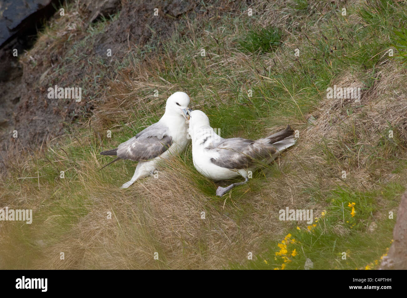 L'Écosse, Shetland Lerwick, continentale. Les falaises d'oiseaux de la Knab, fulmars nicheurs (WILD : Fulmarus glacialis). Banque D'Images