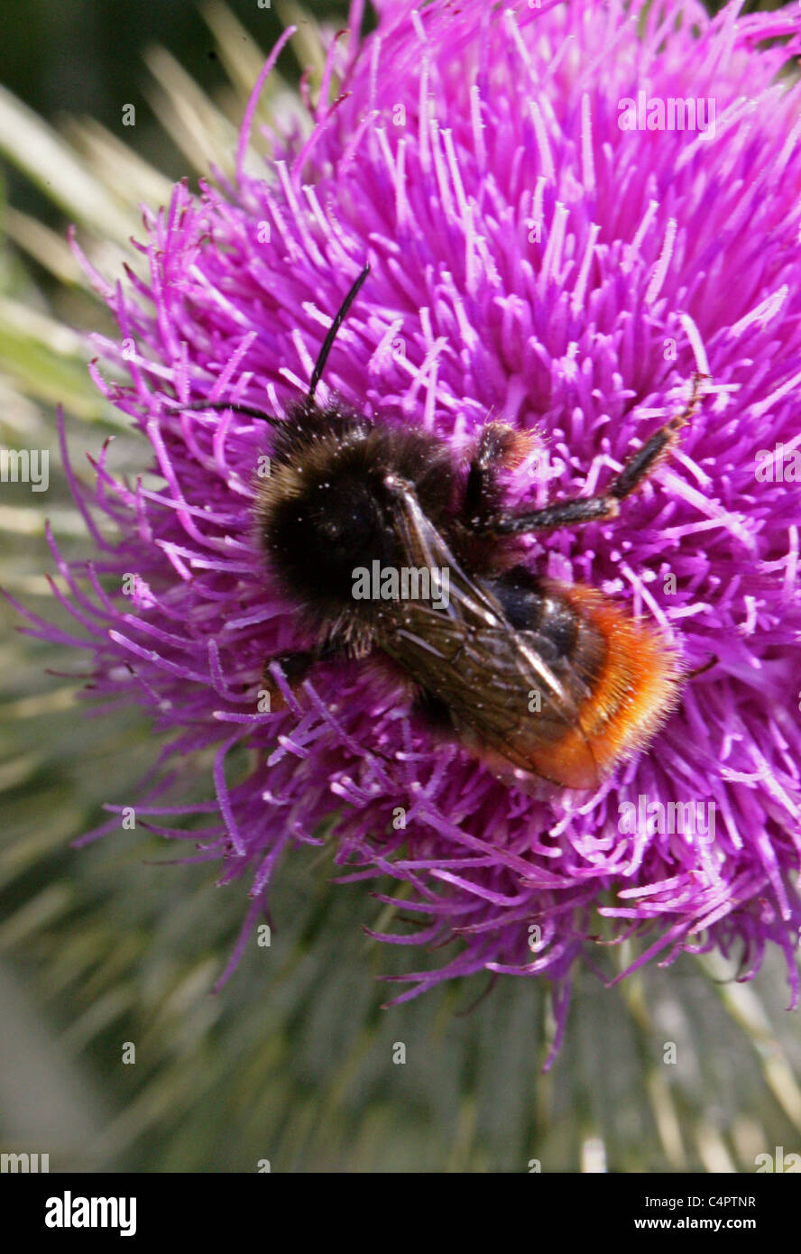 Coucou à rouge, Bumblebee Bombus rupestris, Apidae, Hyménoptères. Femelle (reine), se nourrissant d'une lance de Pitcher. Banque D'Images