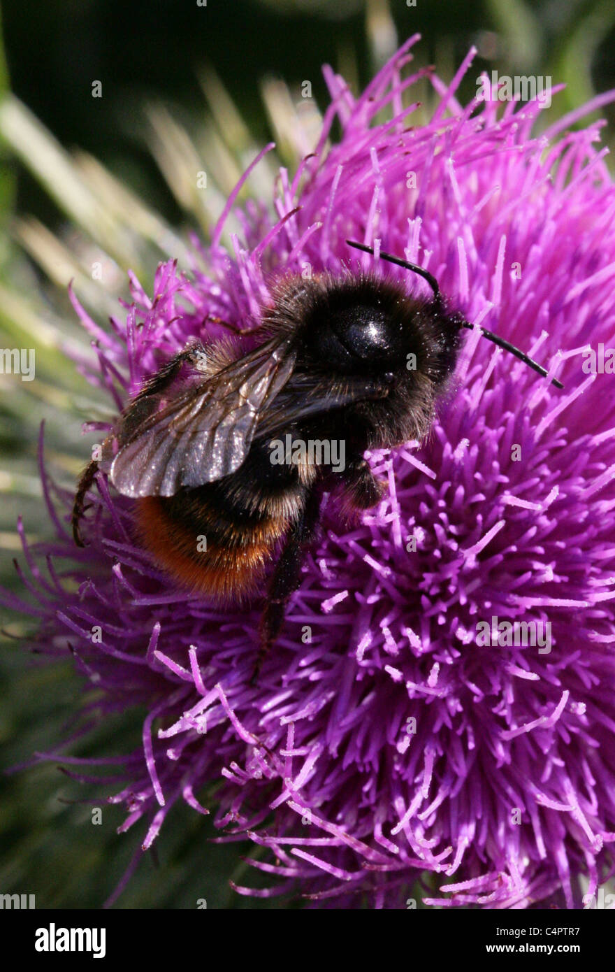 Coucou à rouge, Bumblebee Bombus rupestris, Apidae, Hyménoptères. Femelle (reine), se nourrissant d'une lance de Pitcher. Banque D'Images