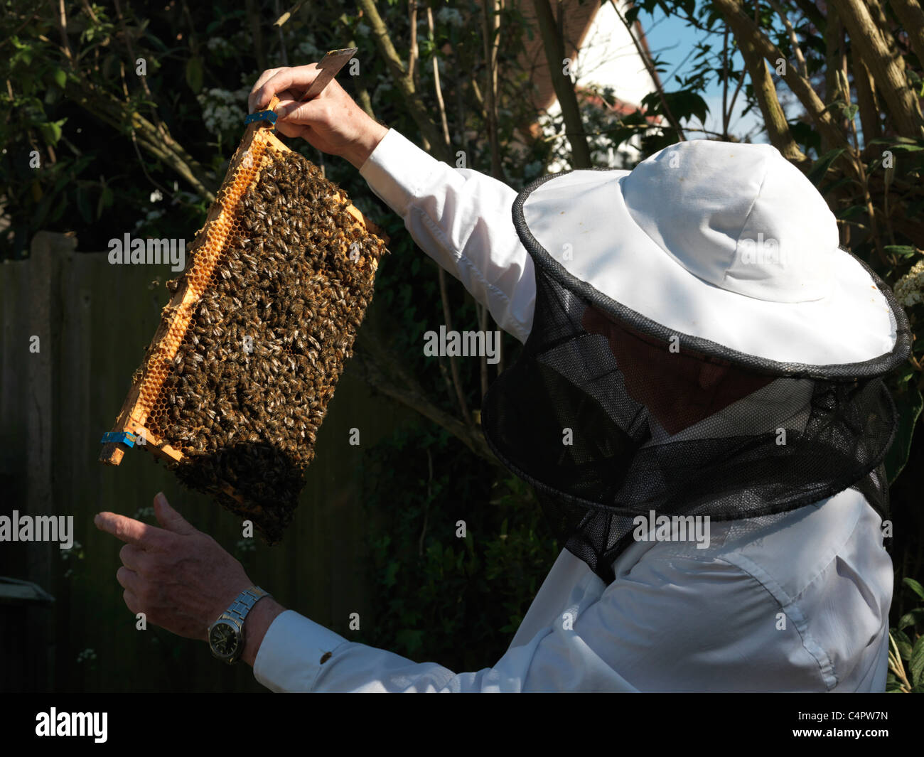Les abeilles à l'apiculteur à la recherche d'un cadre d'une ruche en Angleterre Banque D'Images