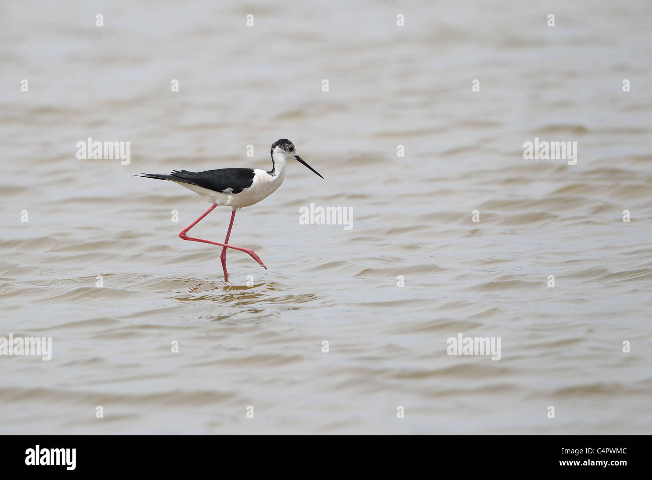 [Black-Winged Stilt] [Himantopus himantopus] au [Fuente de Piedra] Lagon endoréique, Andalousie, Espagne Banque D'Images