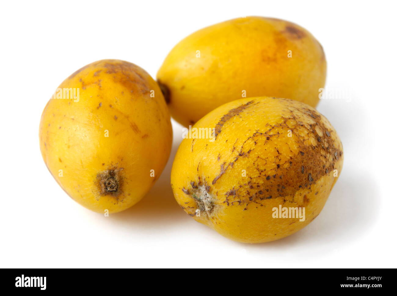 Trois fruits jaune loquat Eriobotrya japonica - - Isolé sur fond blanc Banque D'Images