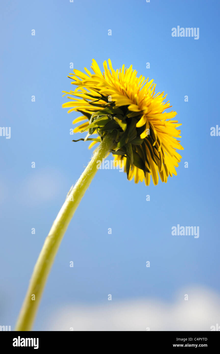 Pissenlit fleur jaune close-up isolated over blue sky Banque D'Images