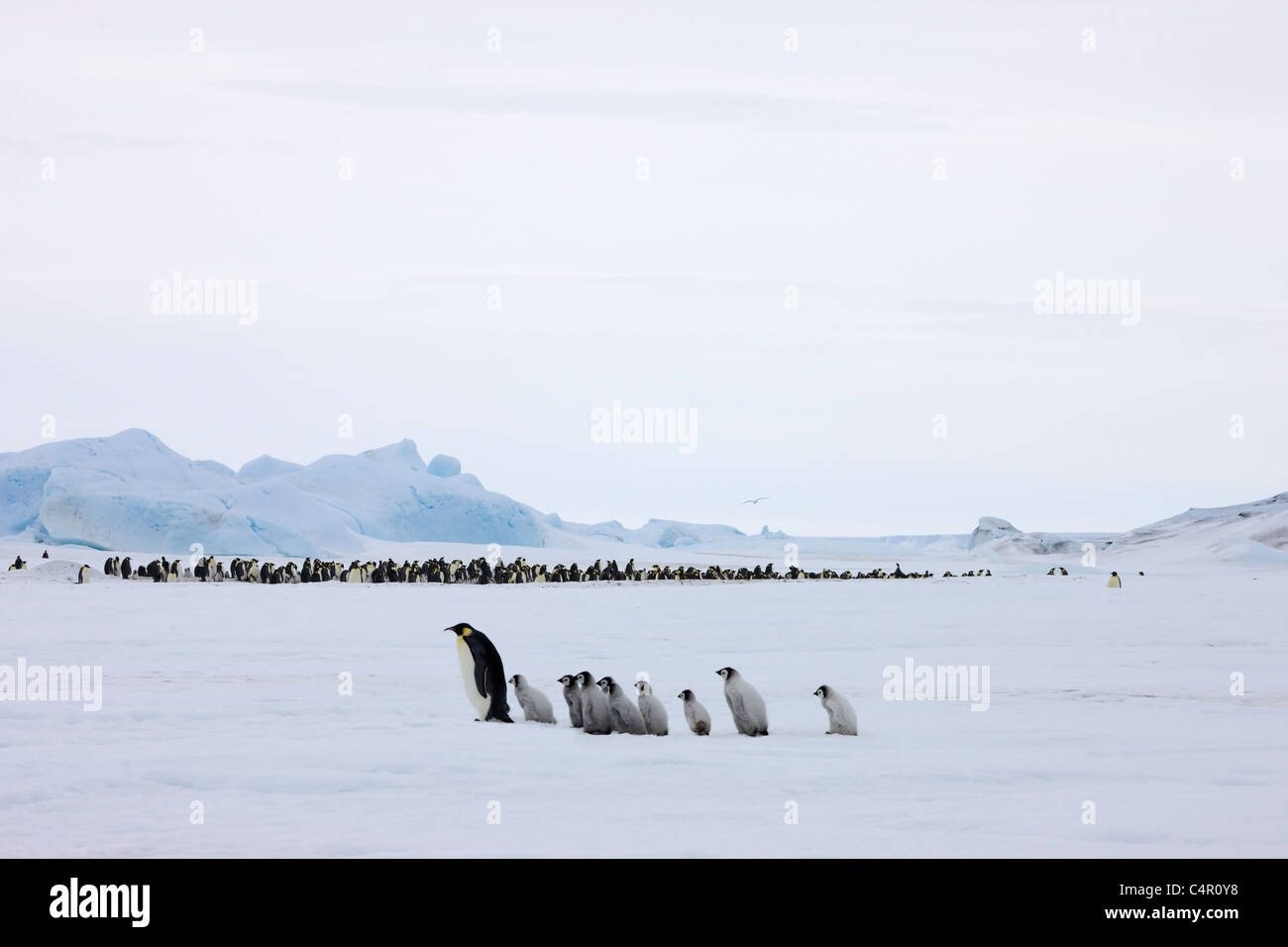 Colonie de manchots empereur, Snow Hill Island, l'Antarctique Banque D'Images