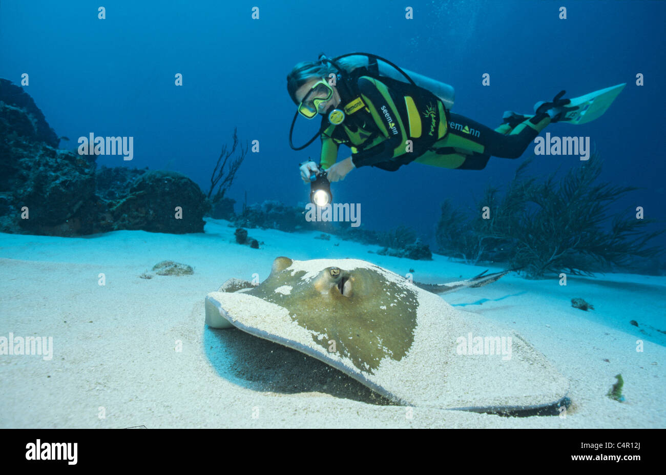 Plongeur et le sud de stingray (Dasyatis americana), st eustatius statia,., netherland antilles, mer des Caraïbes Banque D'Images