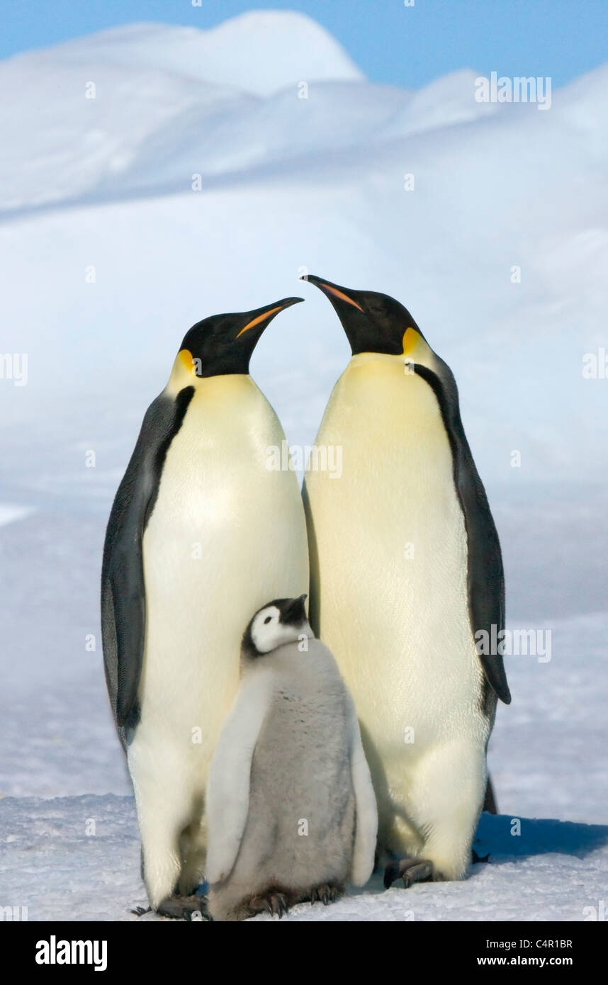 Les manchots empereur parent avec chicks on Snow Hill Island, l'Antarctique Banque D'Images