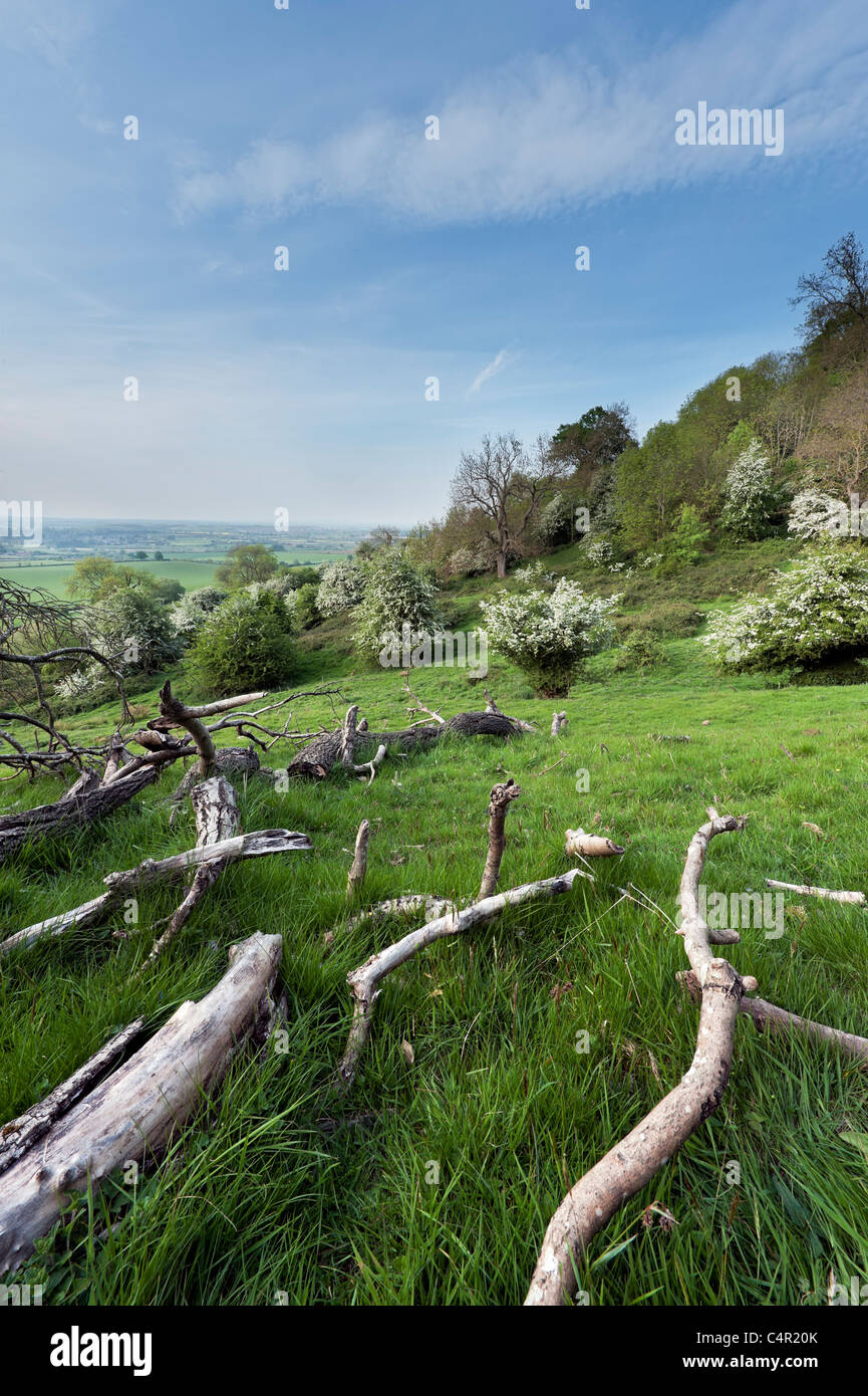 Voir avec le bois mort à Bredon Hill National Nature Reserve, Worcestershire Banque D'Images