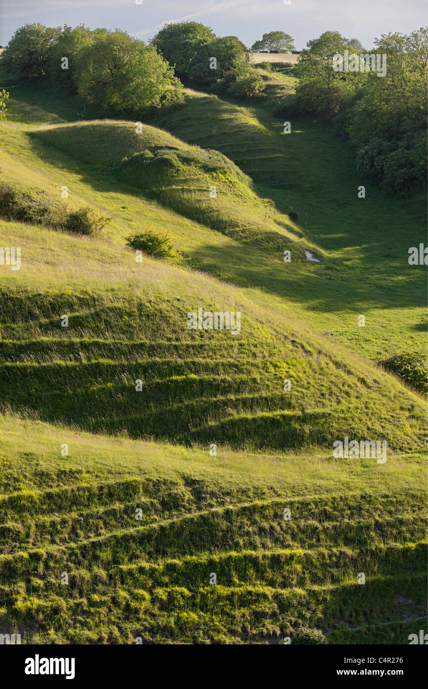 Downs au craie Heddington, Wiltshire, Angleterre, Royaume-Uni, Grande Bretagne, UK, FR Banque D'Images