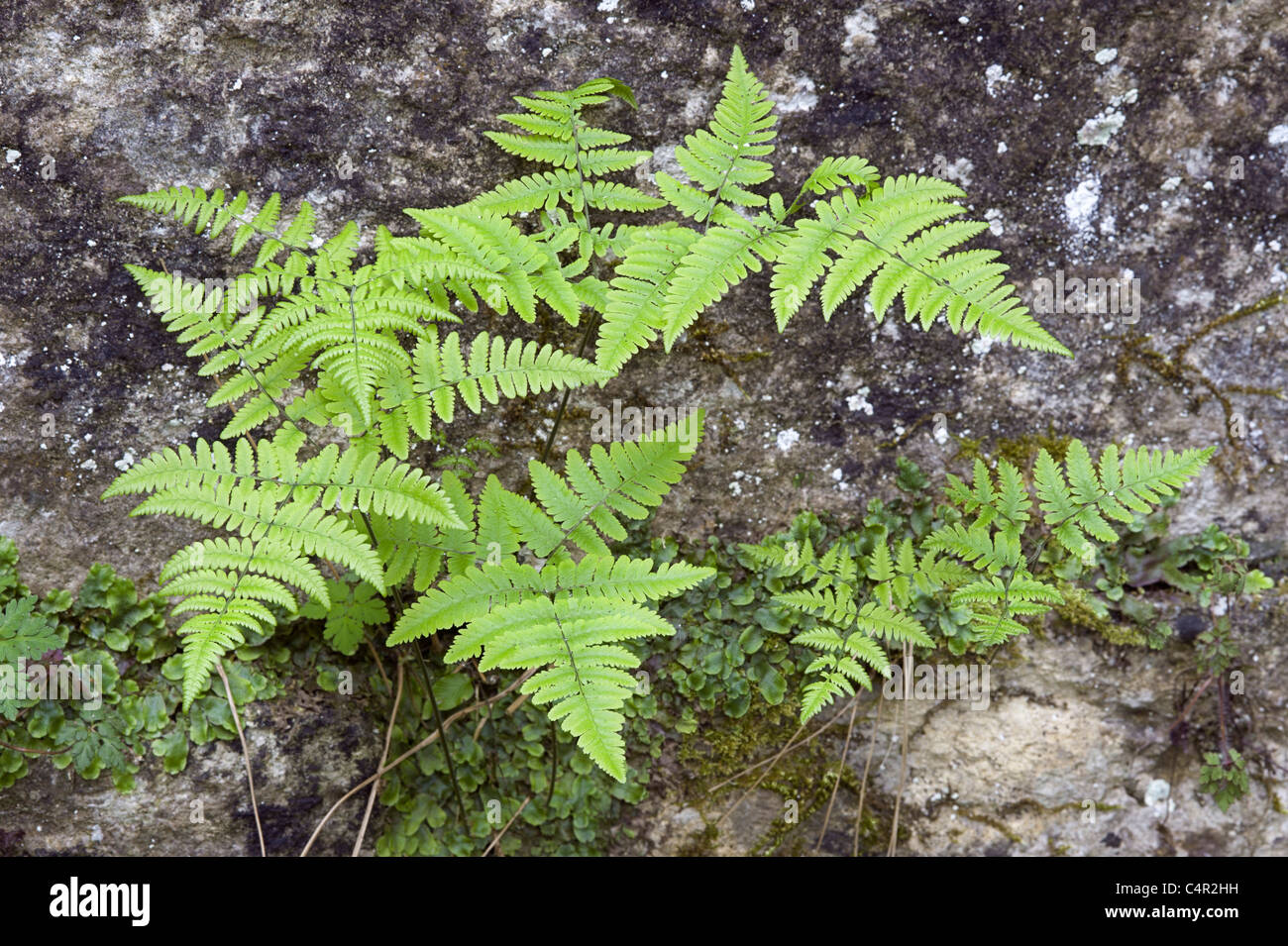 Gymnocarpium robertianum fougère de calcaire à l'entrée du tunnel de Sapperton, Gloucestershire Banque D'Images