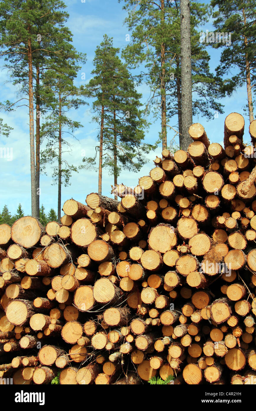 Une Grosse Pile De Bois Dans Une Route Forestière Image stock - Image du  renouvelable, détail: 157582159