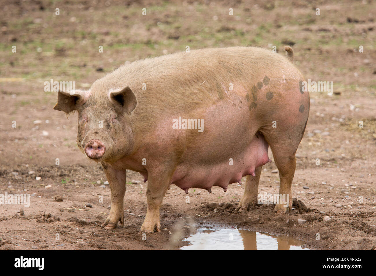 Les porcs à Packington ferme porcine, près de Tamworth, Staffordshire Banque D'Images