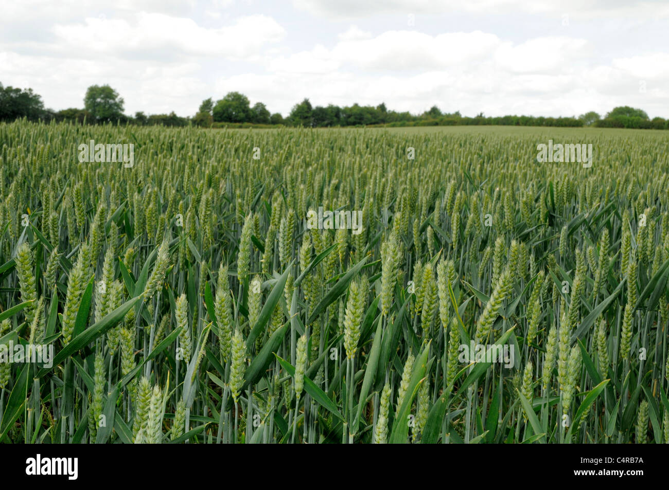 La récolte de maïs vert dans les champs d'exploitation agricole Banque D'Images