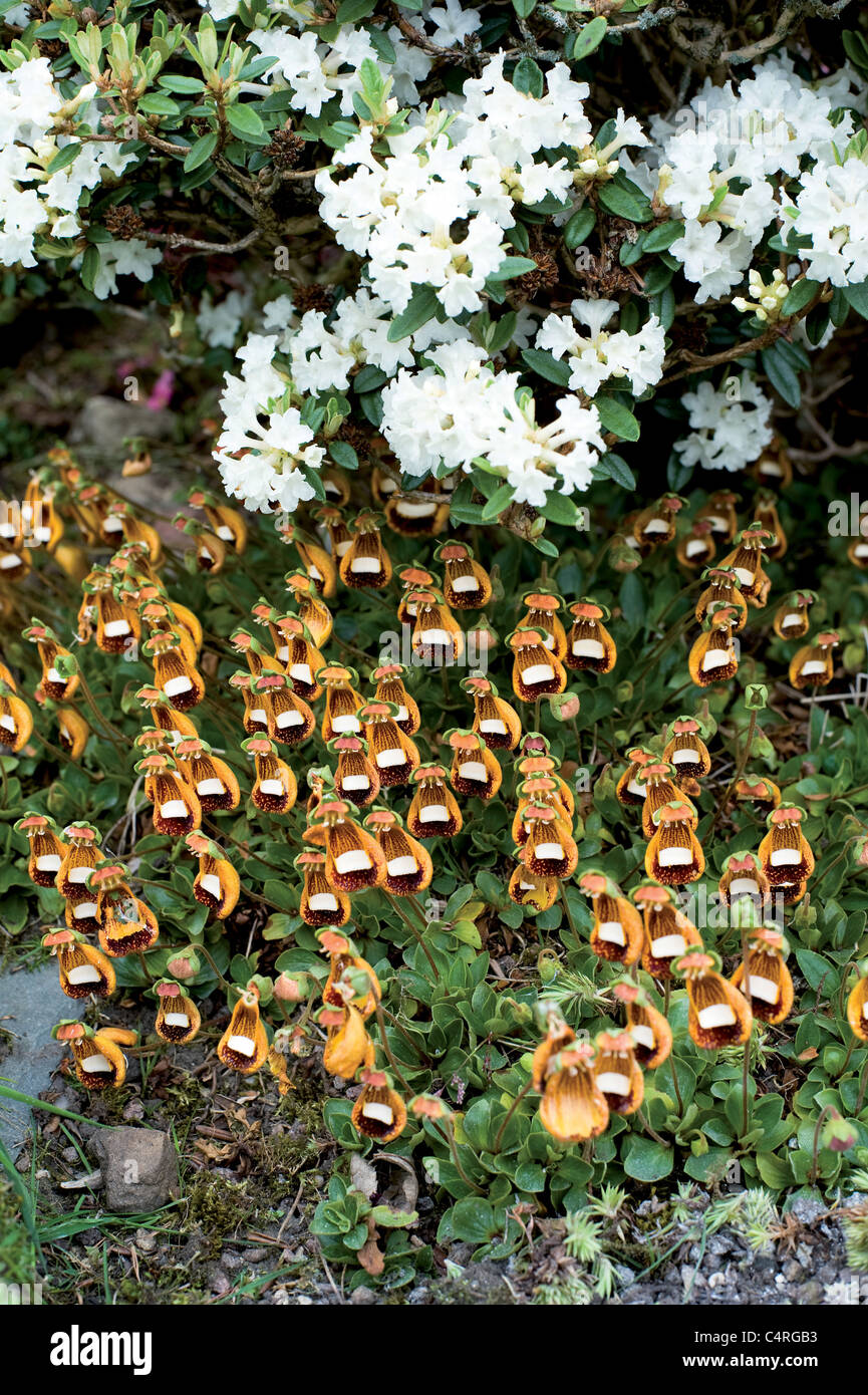 Ces petites créatures ressemblant à Disney, avec leurs belles mais comic 'visages' sont le Calceolaria 'Walter Shrimpton'. Banque D'Images