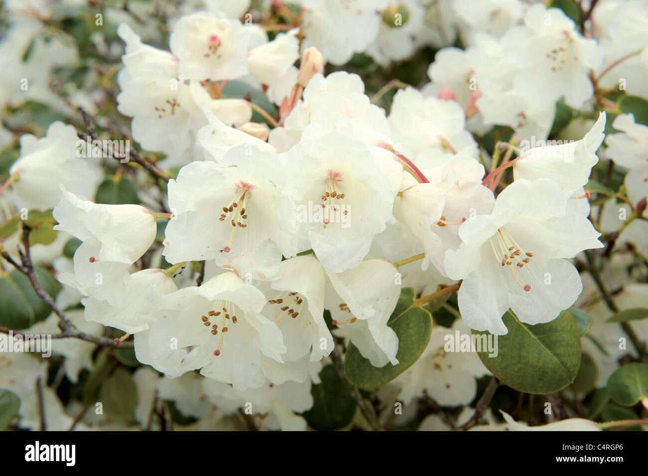 Les belles fleurs blanches en forme de cloche d'un des nombreux rhododendrons du jardin. Banque D'Images