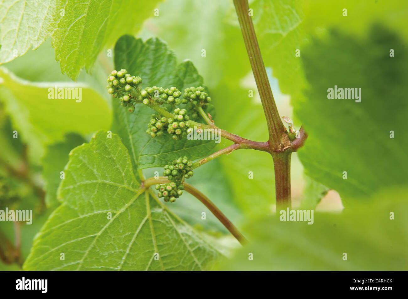 Close up de l'élaboration de la vigne. Banque D'Images