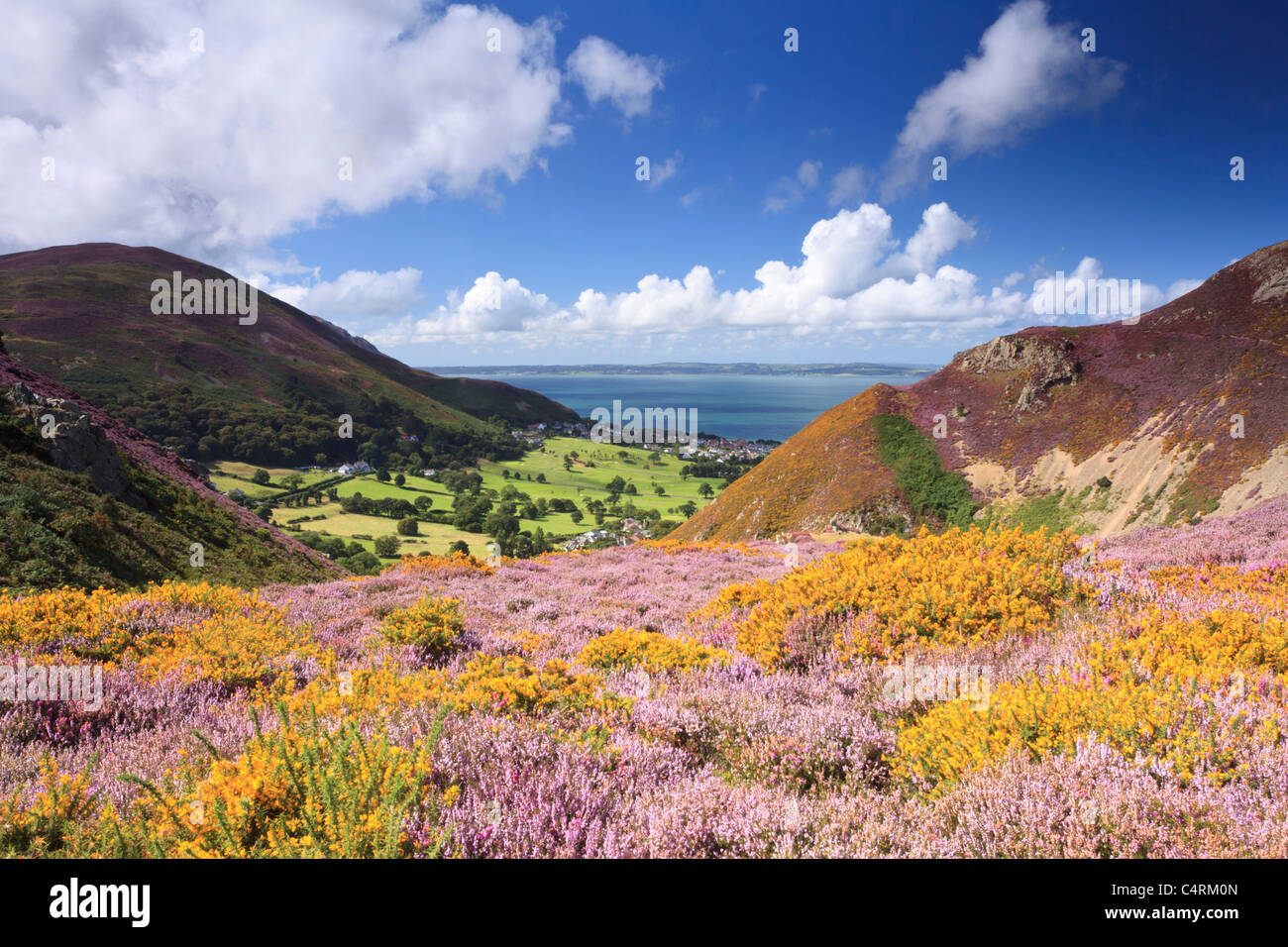 Sychnant pass près de Conwy Wales est un endroit de beauté locaux admiré par les touristes et les habitants de la richesse de la bruyère et l'ajonc. Banque D'Images
