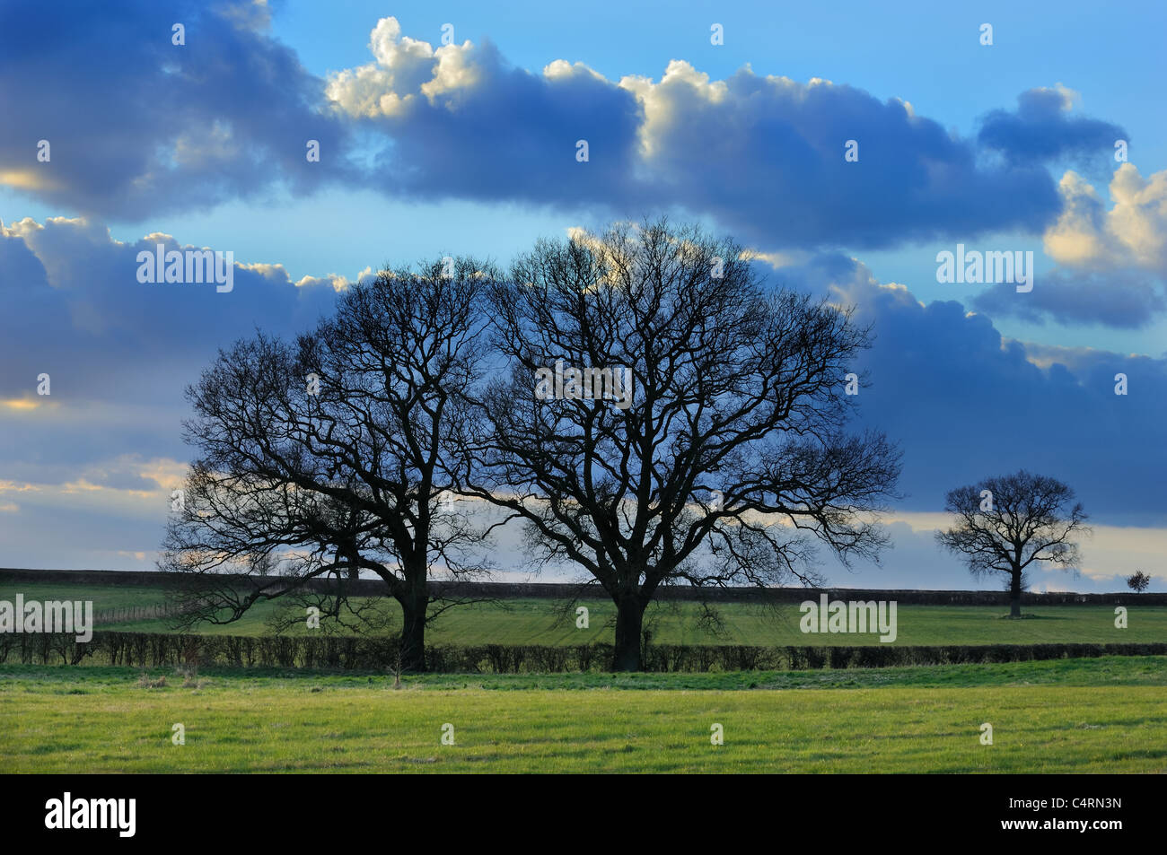 L'hiver,arbres,aménage, Cumbria, Angleterre, Royaume-Uni, Banque D'Images