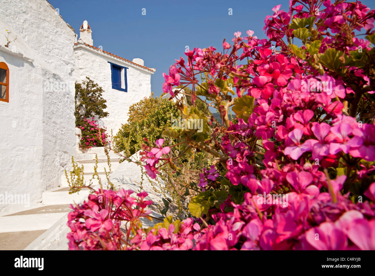 Des fleurs colorées et des bâtiments blancs typiques sur la façon de le château Castro dans la ville de Skopelos, Sporades du Nord, Grèce Banque D'Images