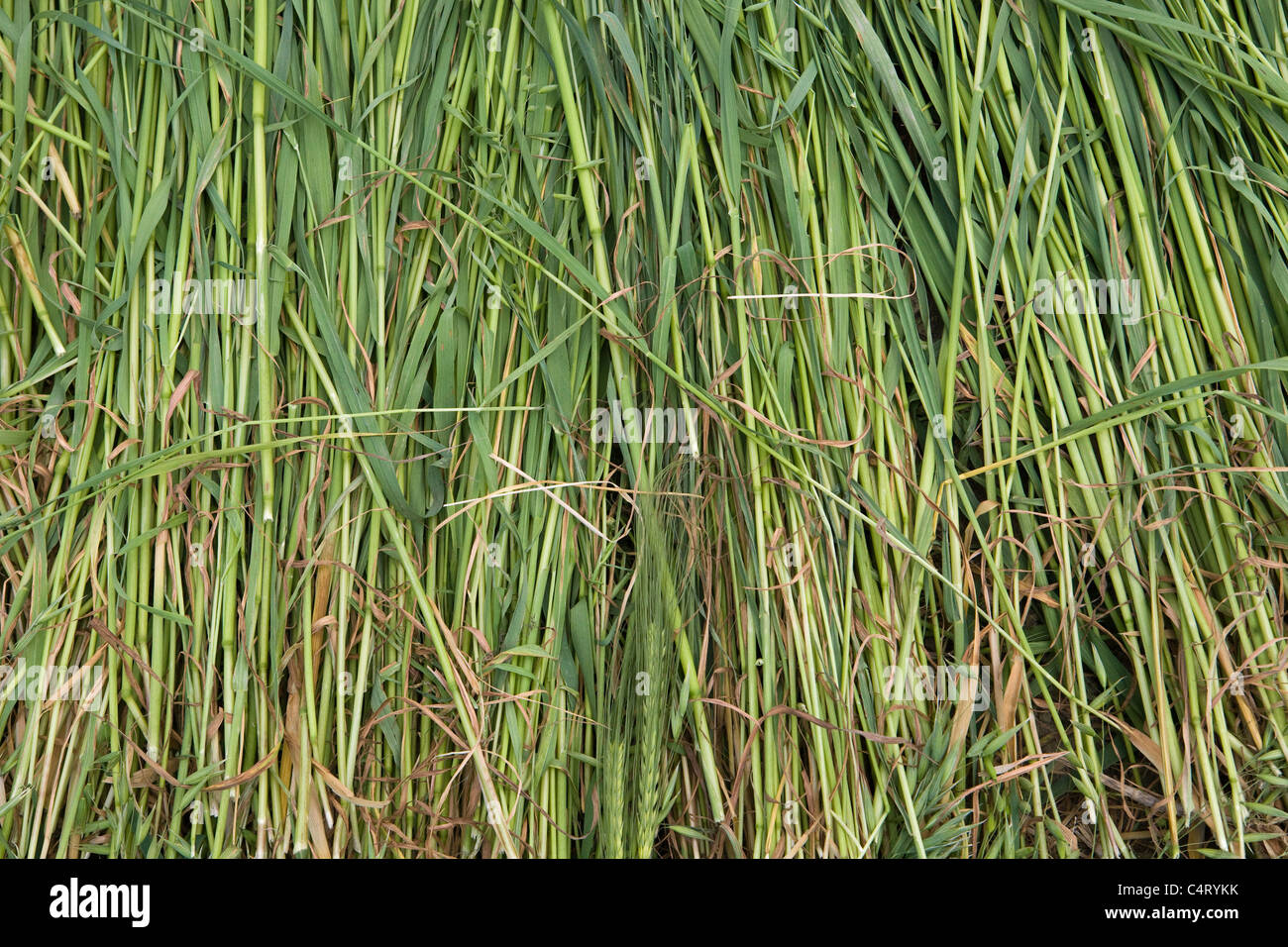 Les champs d'herbe près de Manasbal Lake, dans l'état de Jammu-et-Cachemire, l'Inde Banque D'Images