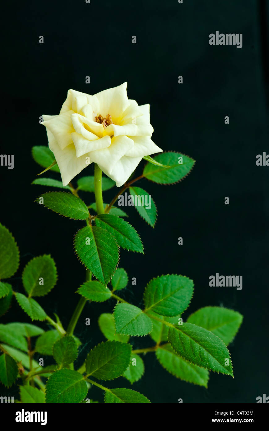Close up de la rose jaune sur fond noir Banque D'Images