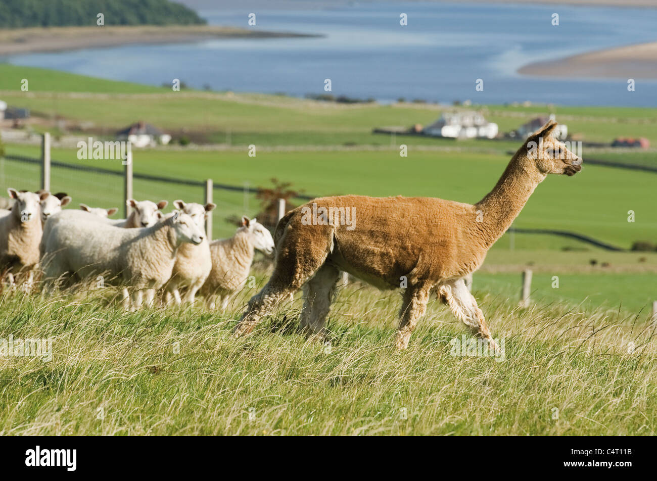 Les alpagas libre parcours et Champ des moutons l'agriculture agriculture ferme Écosse UK à l'extérieur de l'extérieur Banque D'Images