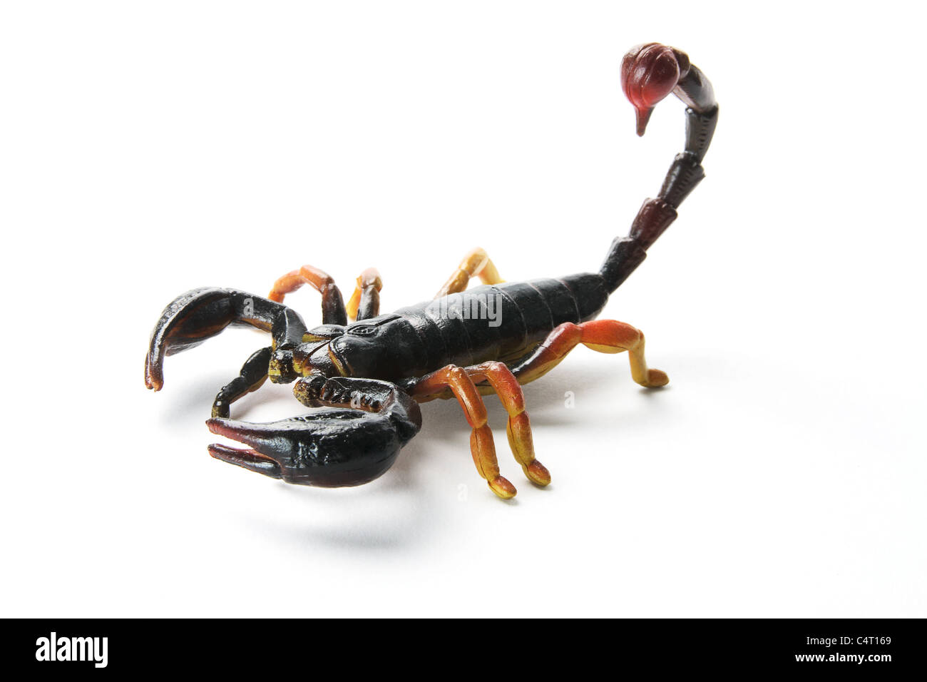 Scorpion en plastique Banque D'Images