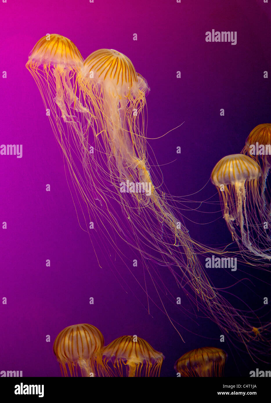 Ortie de mer japonais méduses nager dans un aquarium. Banque D'Images