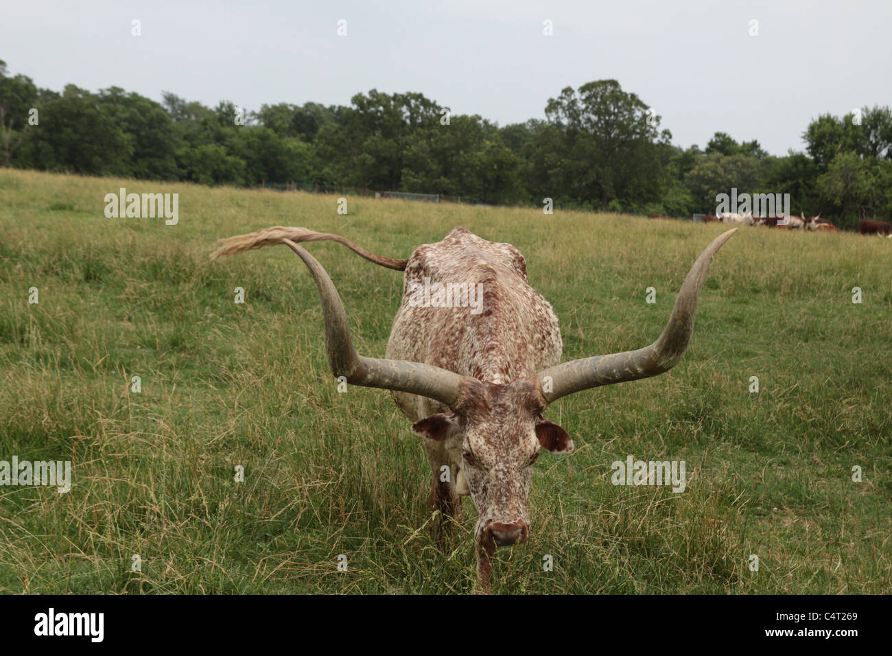 Une vache Watusi, face à la caméra. Banque D'Images